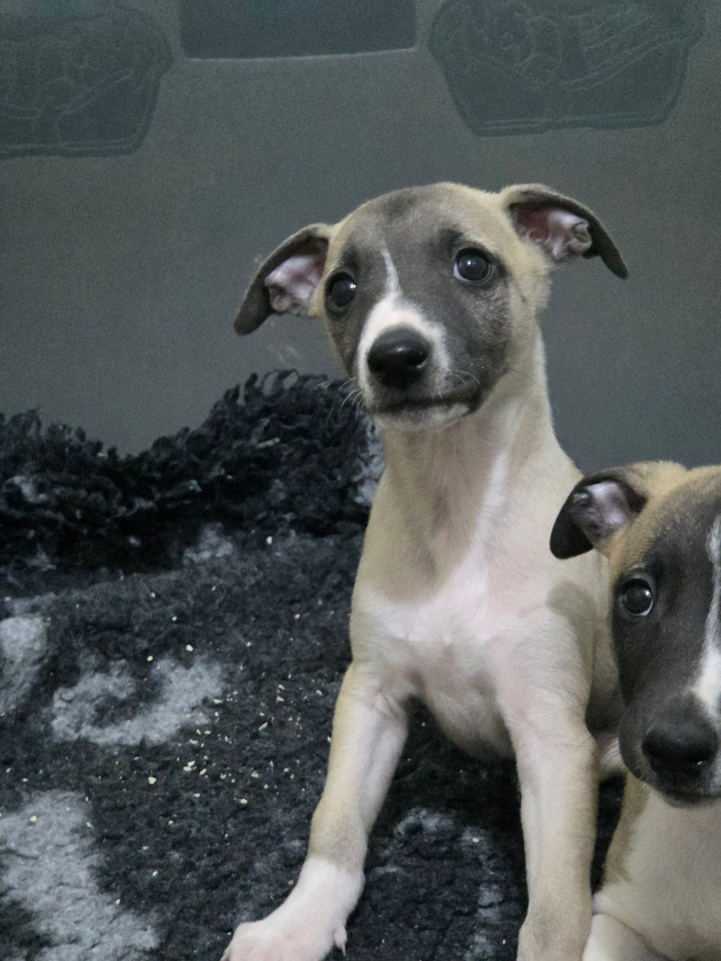 des Petites Symphonies - Chiots disponibles - Whippet