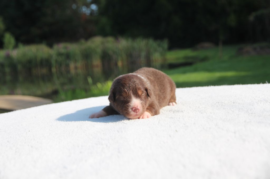 des Petites Symphonies - Chiots disponibles - Berger Américain Miniature 