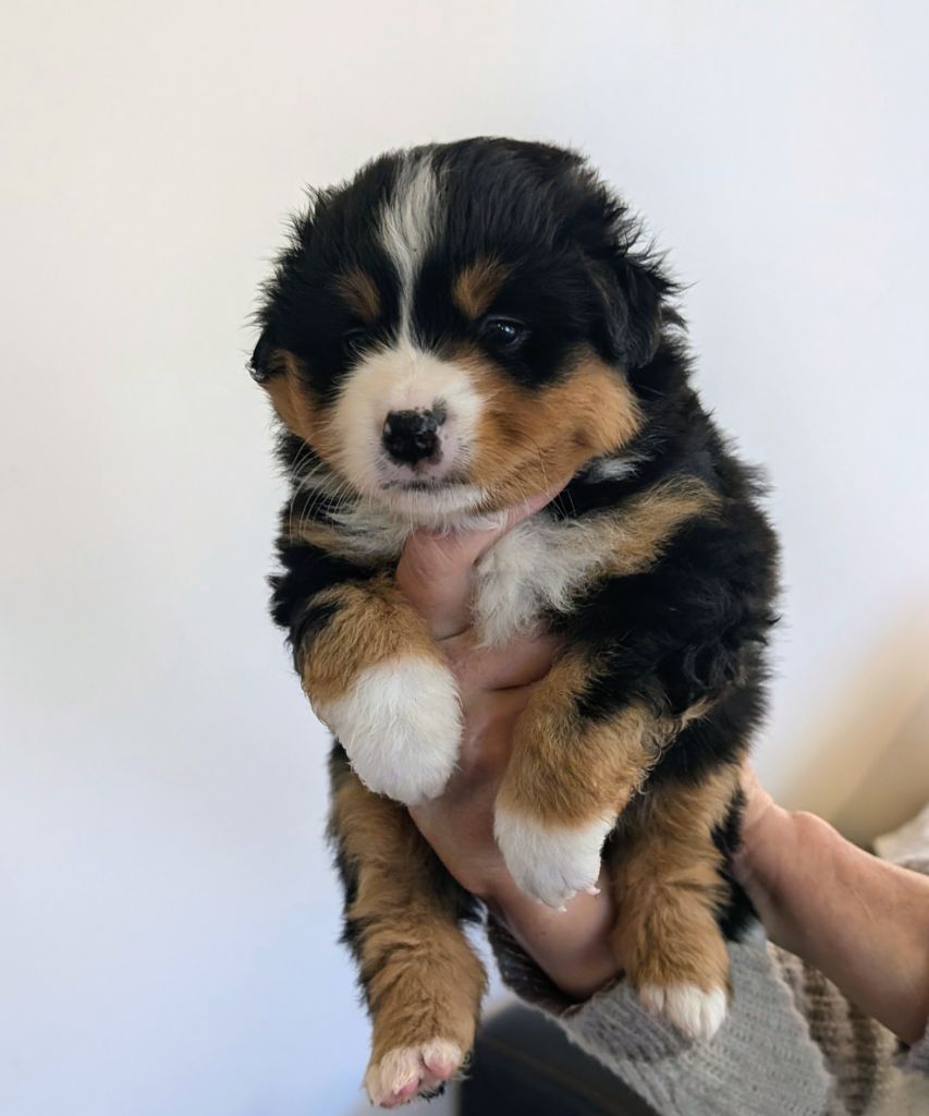 des Petites Symphonies - Chiots disponibles - Berger Américain Miniature 