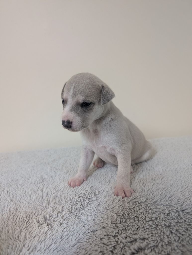 des Petites Symphonies - Chiots disponibles - Whippet