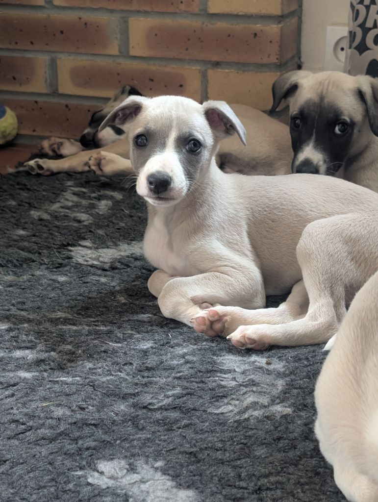 des Petites Symphonies - Chiots disponibles - Whippet