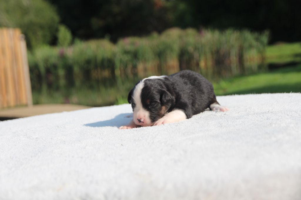 des Petites Symphonies - Chiots disponibles - Berger Américain Miniature 