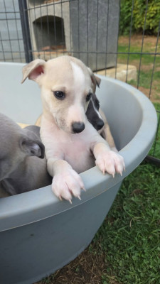 Chiot N°5