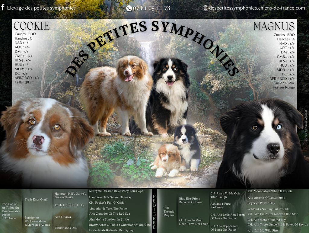 Chiot Berger Américain Miniature  des Petites Symphonies