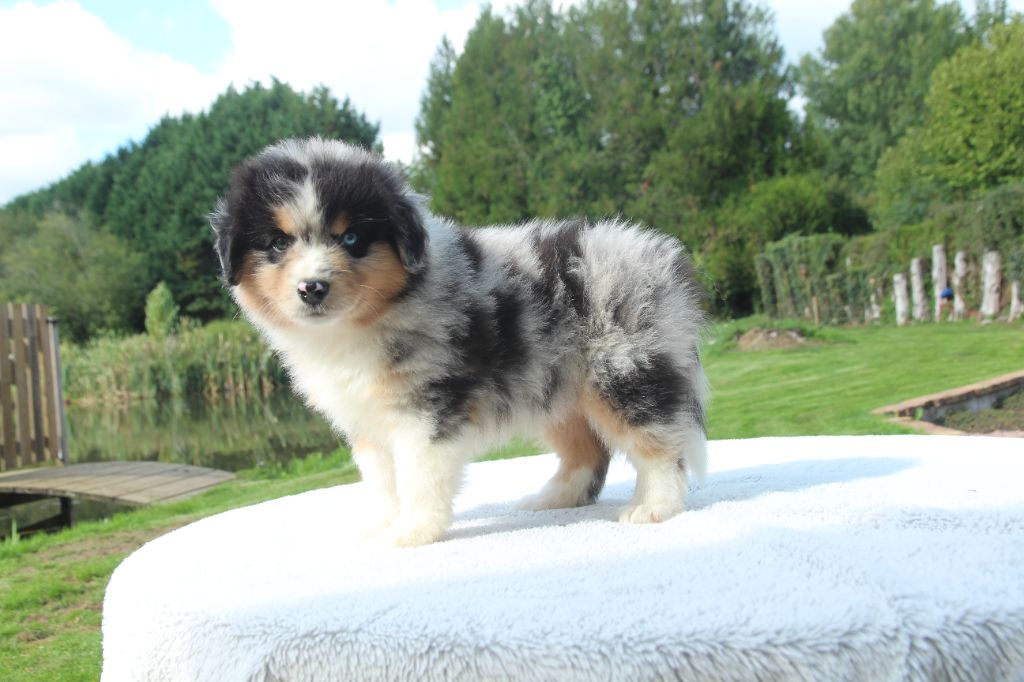 des Petites Symphonies - Chiots disponibles - Berger Américain Miniature 