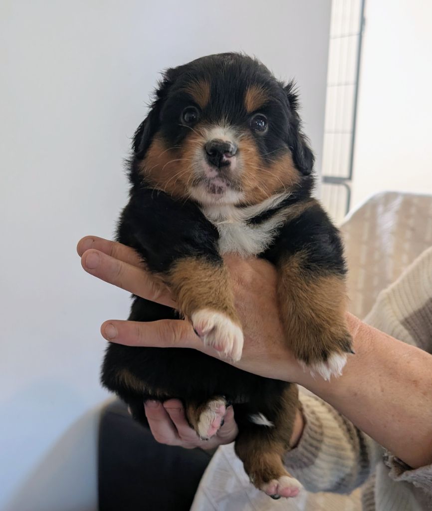 des Petites Symphonies - Chiots disponibles - Berger Américain Miniature 