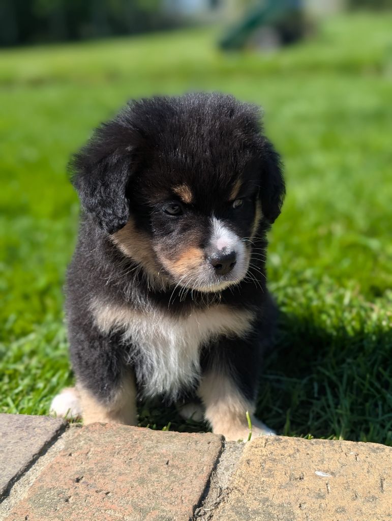 des Petites Symphonies - Chiots disponibles - Berger Américain Miniature 