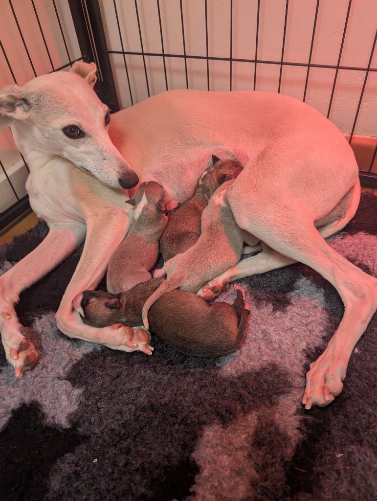 Chiot Whippet des Petites Symphonies